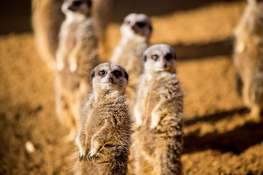 Meerkats at Paultons Park