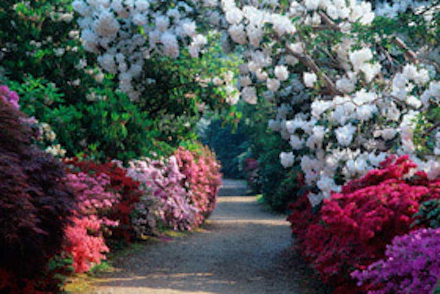 Parks and gardens in the New Forest. Image courtesy of Exbury Gardens and Steam Railway. Copyright Colin Roberts