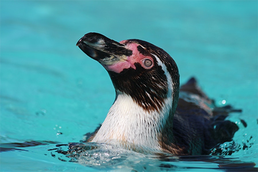 Humboldt Penguin at Paultons Park