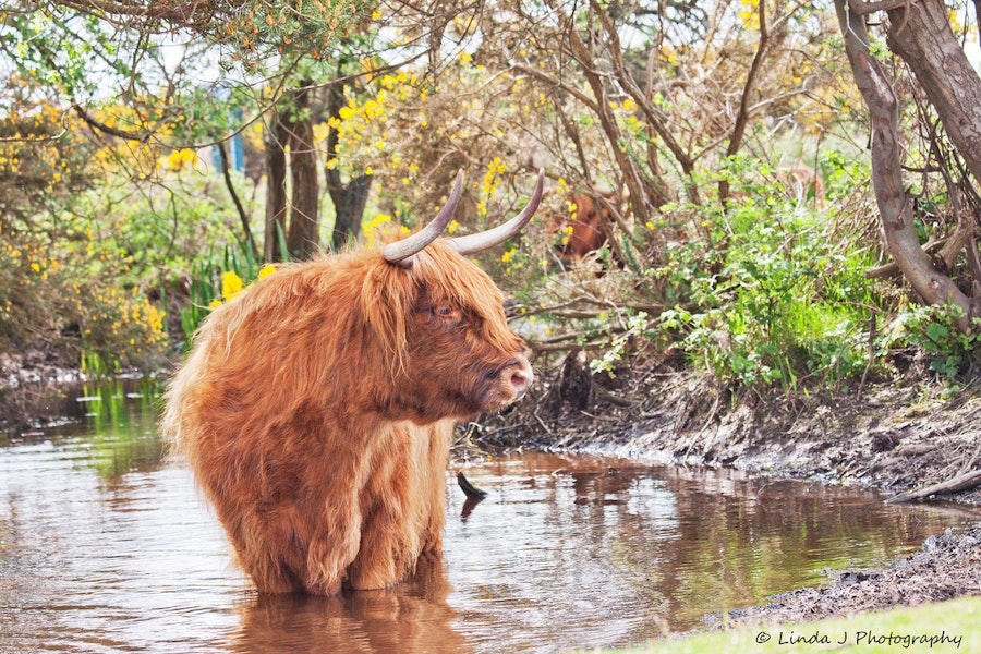 Animals in the New Forest | A Paultons Breaks guide