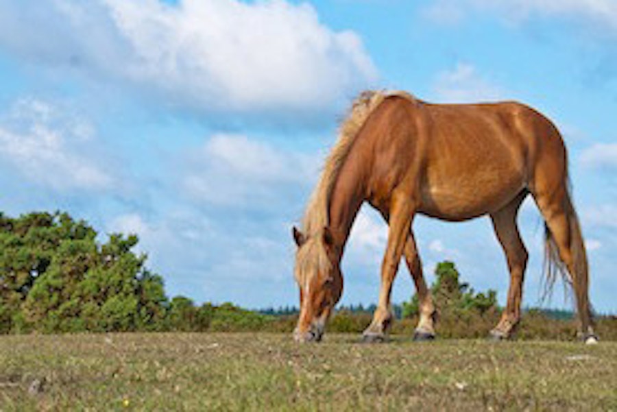 horse riding in the New Forest