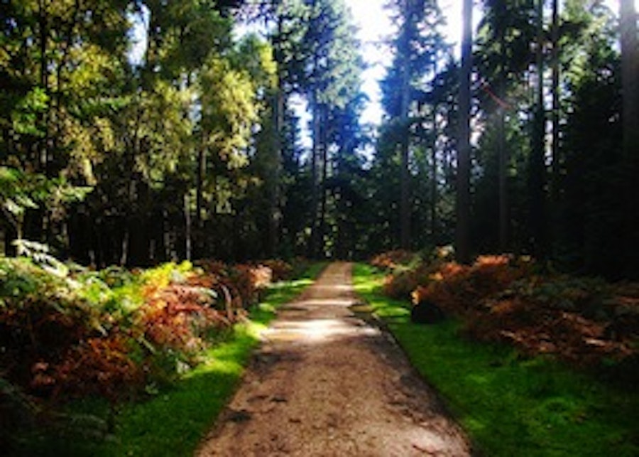 walking in the New Forest