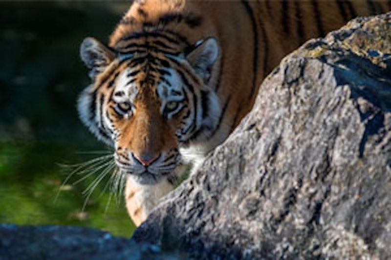 Marwell Zoo near Paultons Park
