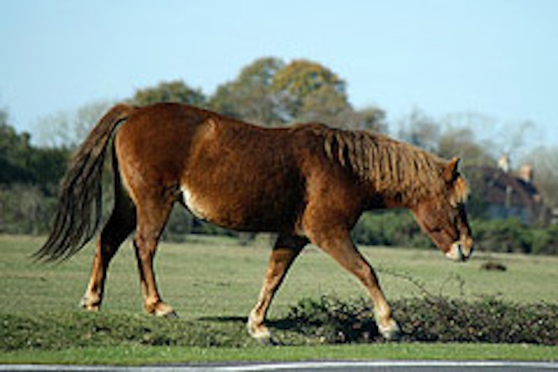 Image source: Flickr. Image copyright Jans Canon